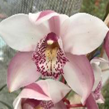 Candy King Jane Cymbidium Orchid (Flask) - Mainaam Garden