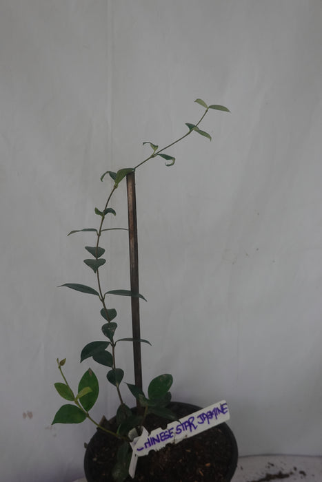 Chinese Star Jasmine (Trachelospermum Jasminoides)