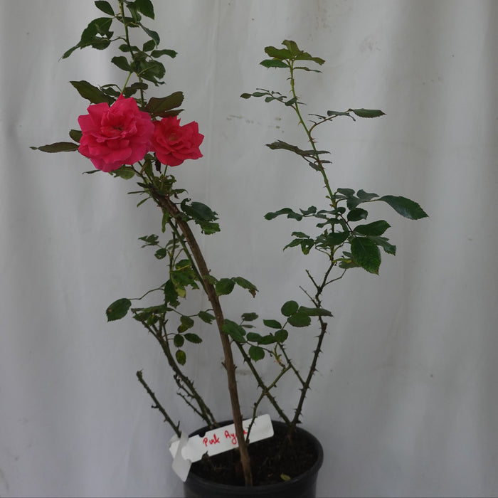 Pink Ayoba Rose | Floribunda Rose