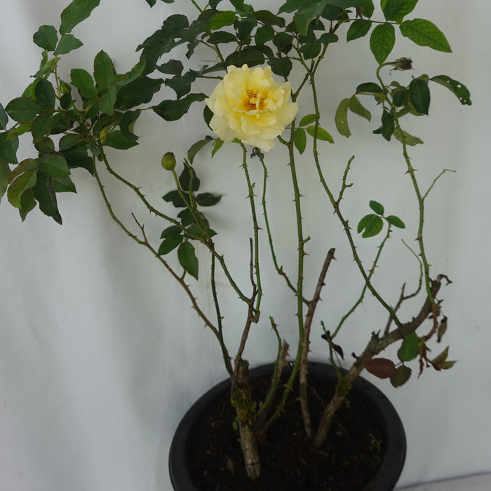 Sunn Sky Rose | Shrub Rose