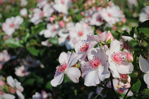 Astronomia Pink Rose