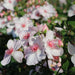 Astronomia Pink Rose