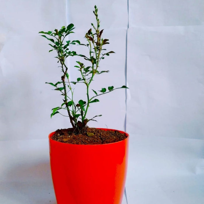 Eblouissant | Polyantha Rose