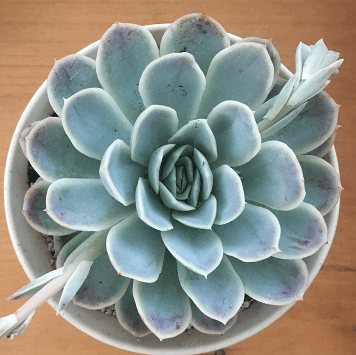 arctic ice succulent care Echeveria 'Arctic Ice' — Mainaam Garden