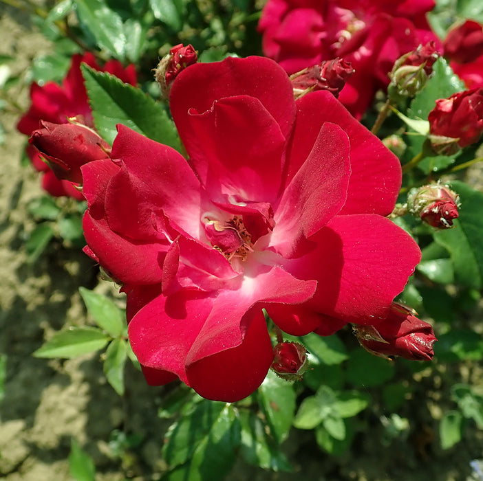 Eblouissant | Polyantha Rose