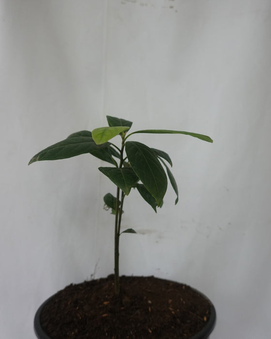 Avocado (Plants)