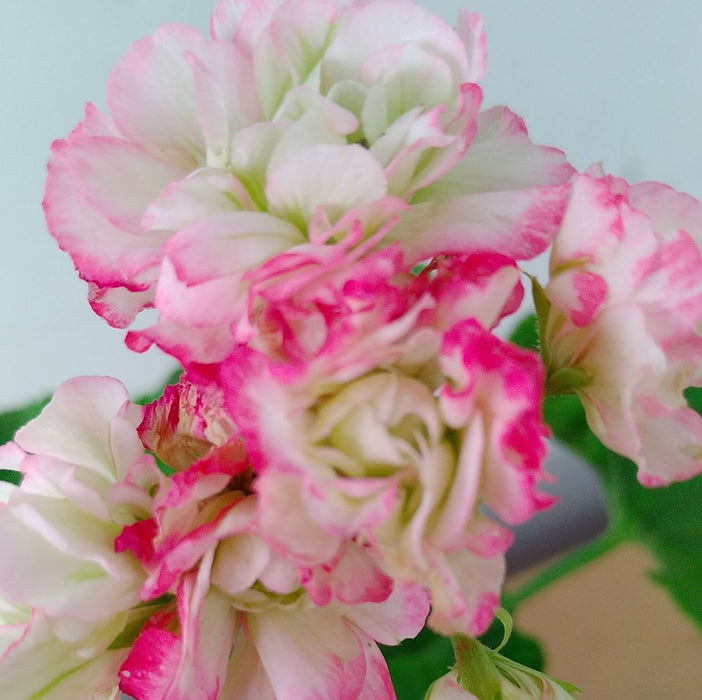 Geranium ( Double Petal White and Pink Blend )