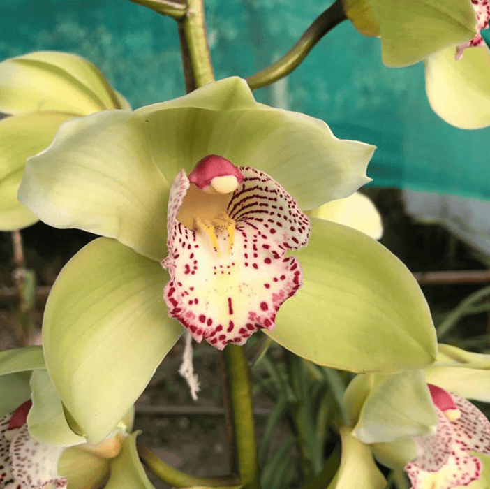 Ginger Cymbidium Orchid ( Mature )