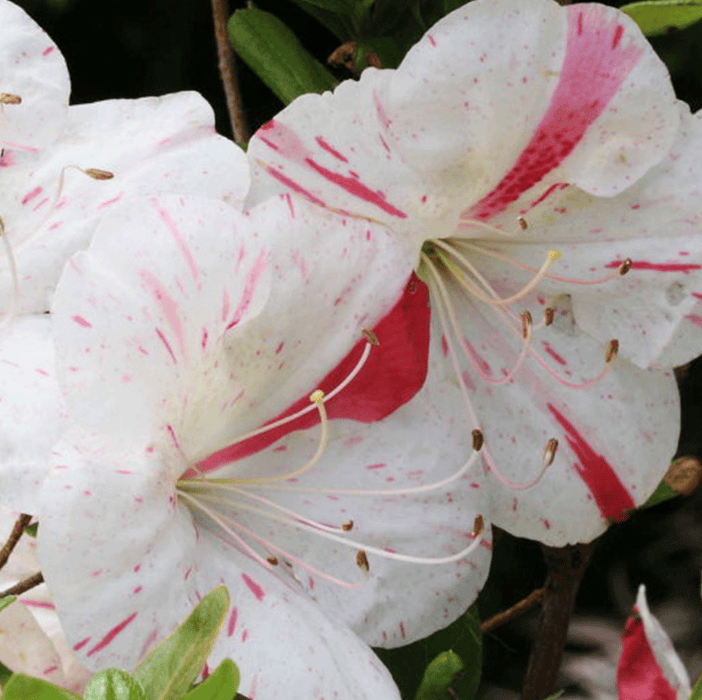 Gorin Nishiki Azalea