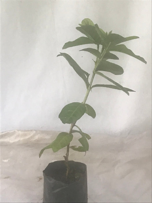 White Hybrid Guava (Fruit plant)