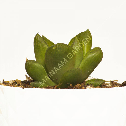 Haworthia Cuspidata