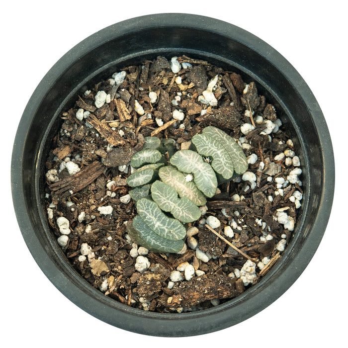 Haworthia Truncata Hybrid