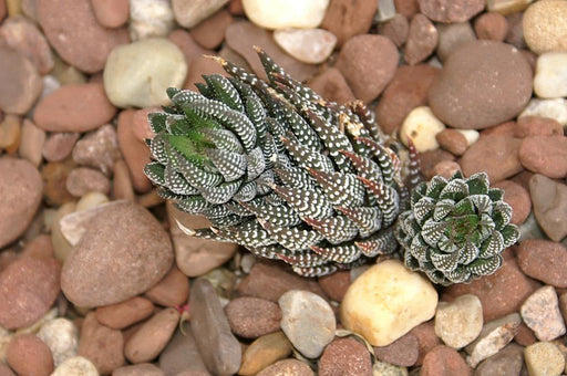 Haworthia Reinwardtii