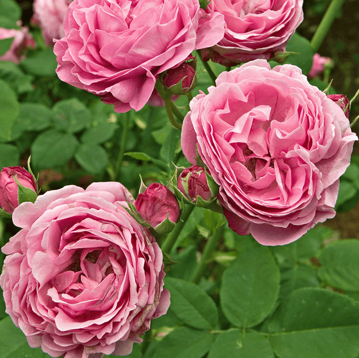 Home & Garden Rose | Floribunda Rose