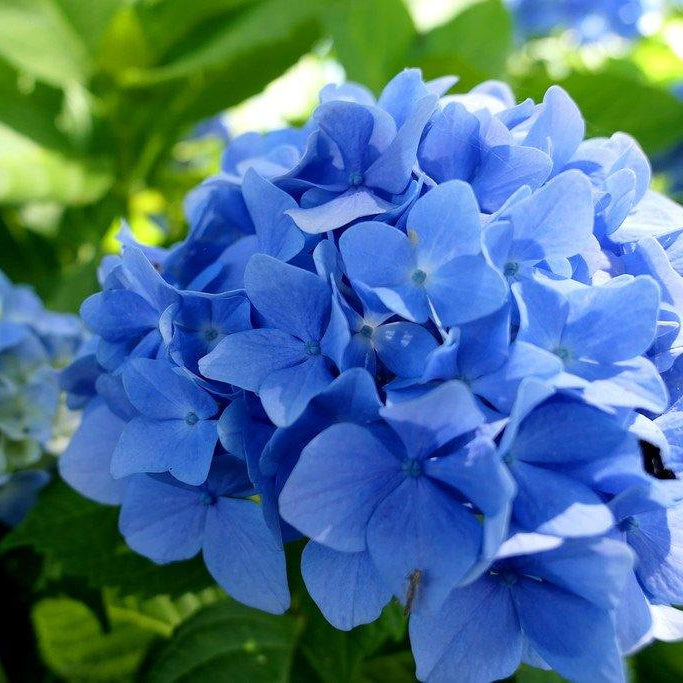 Hydrangea