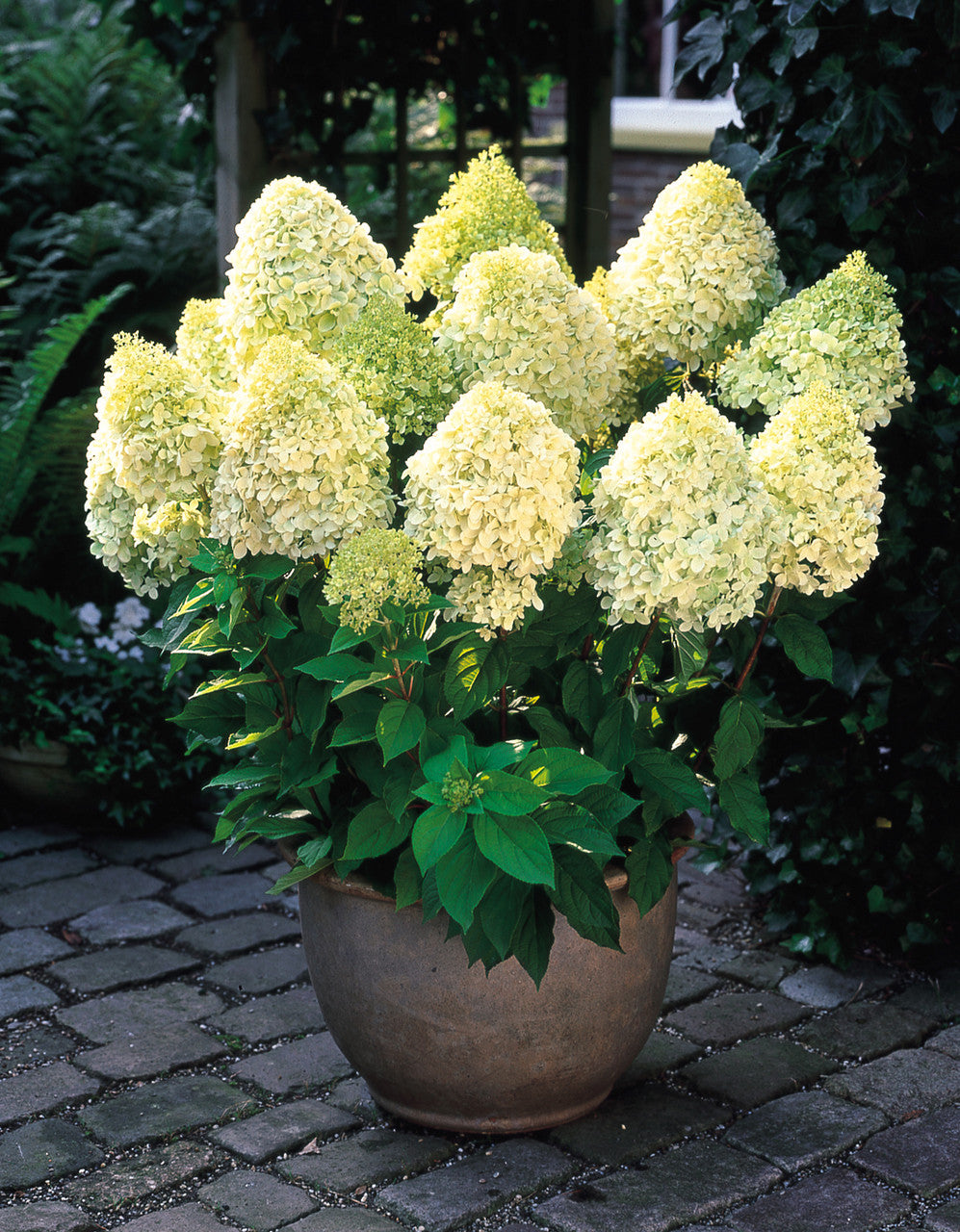Сорт гортензии лайм лайт. Сорт гортензии лайм лайт. Сорт гортензии лайм лайт. Сорт гортензии лайм лайт. Сорт гортензии лайм лайт.