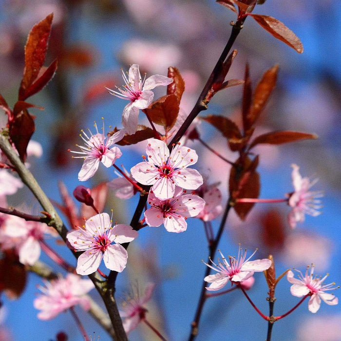 Prunus Cerasifera "Pissardii" (Cherry Plum)