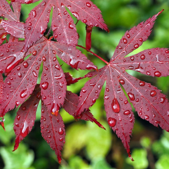 Acer palmatum 'Bloodgood' (Japanese Maple)