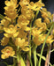 Pharoahs Dream Cymbidium Orchid