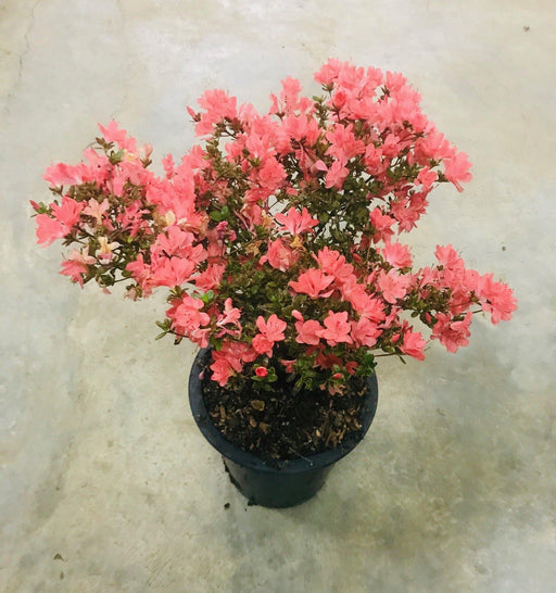 Azalea Japonica Orange Dwarf - Mainaam Garden