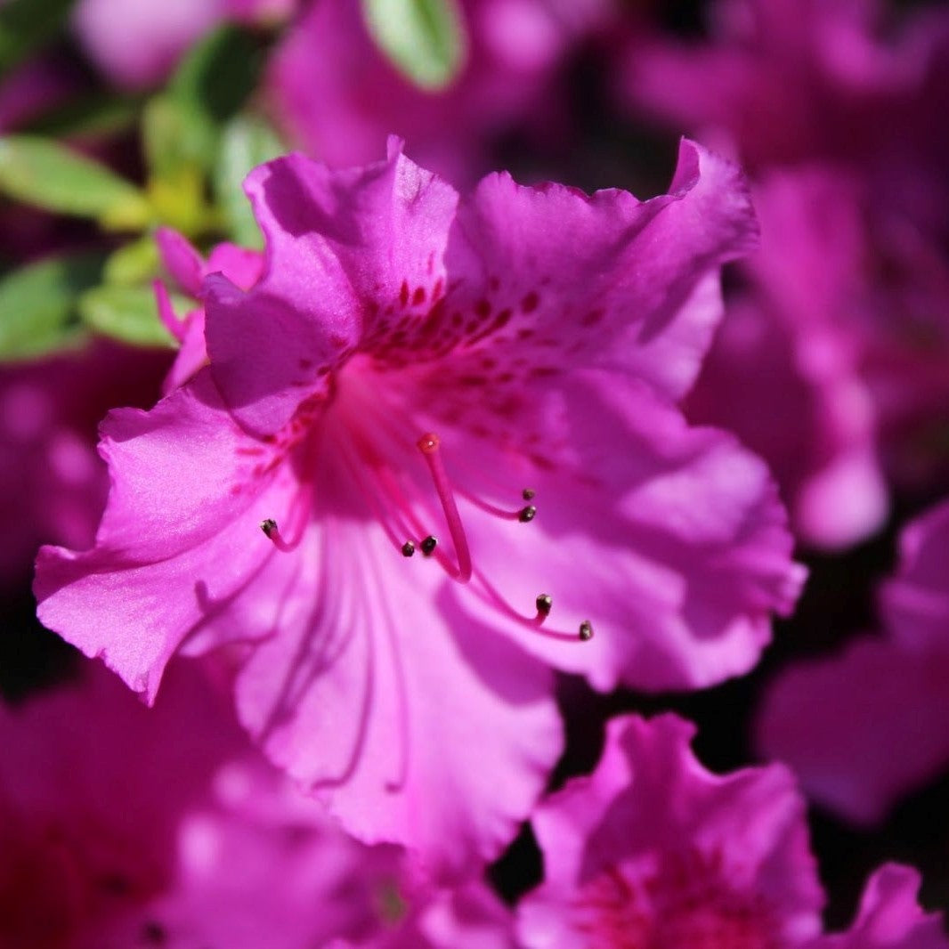 Azalea