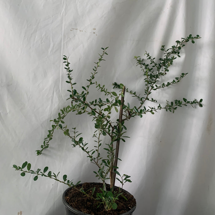 Pyracantha Orange | Shrub