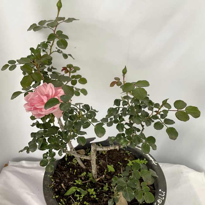 BOTECELLI Meisylpho I Shurb Rose