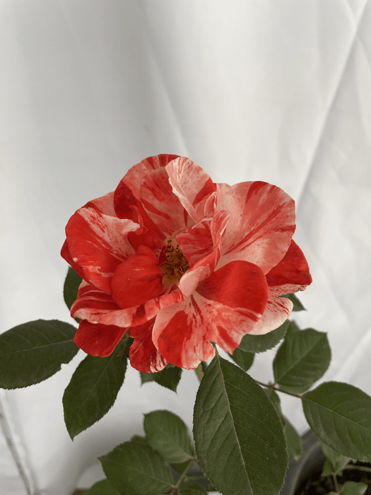 Grimaldi | Floribunda Rose