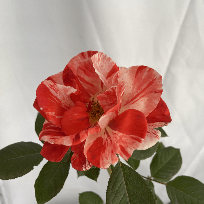 Grimaldi | Floribunda Rose