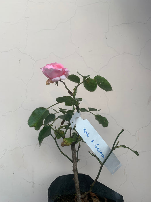 Home & Garden Rose | Floribunda Rose