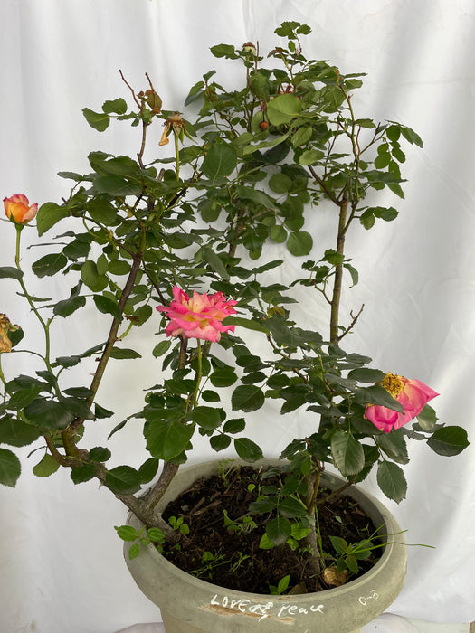 Love and Peace Rose | Hybrid Tea Rose