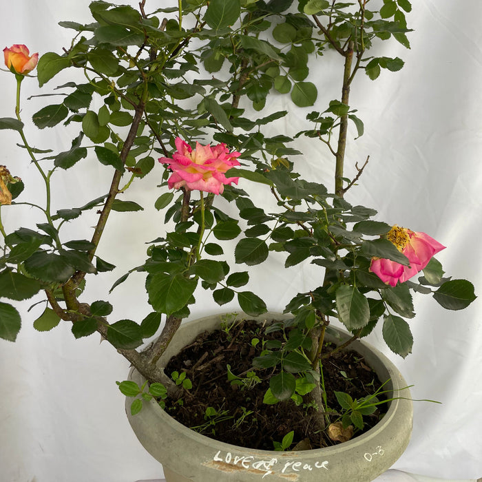 Love and Peace Rose | Hybrid Tea Rose