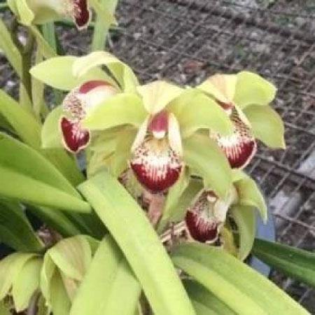Ice-Nymph-X-Green-(New Hybrid)-Cymbidium-Orchid