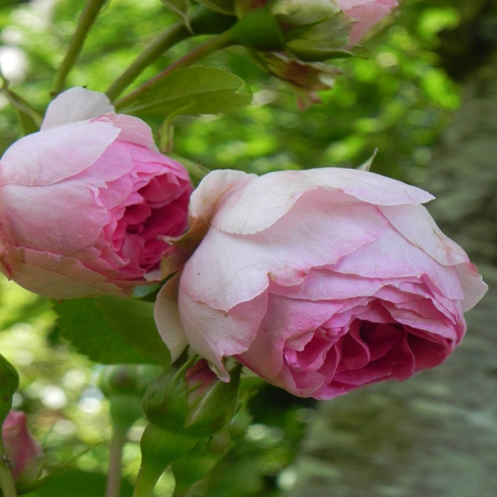 Joachim du Bellay ® Rose I Floribunda Rose