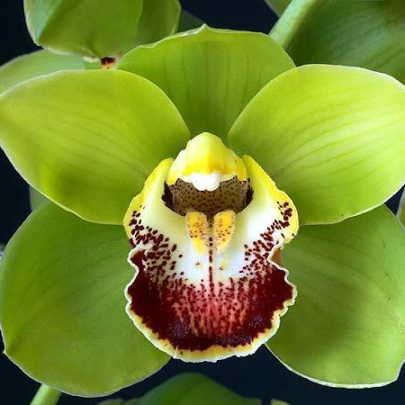 Jinjerra 'Jill' Cymbidium Orchid