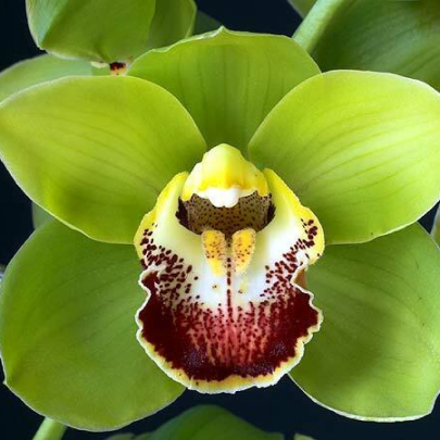 Jinjerra 'Jill' Cymbidium Orchid (Mature)