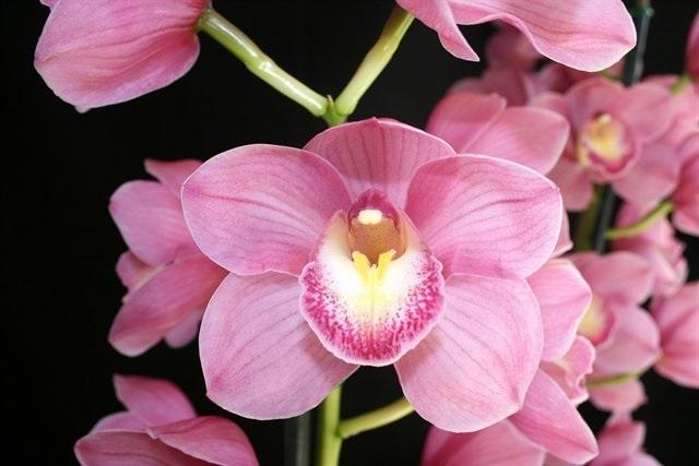 John Bryant Keene Cymbidium Orchid (Flask)