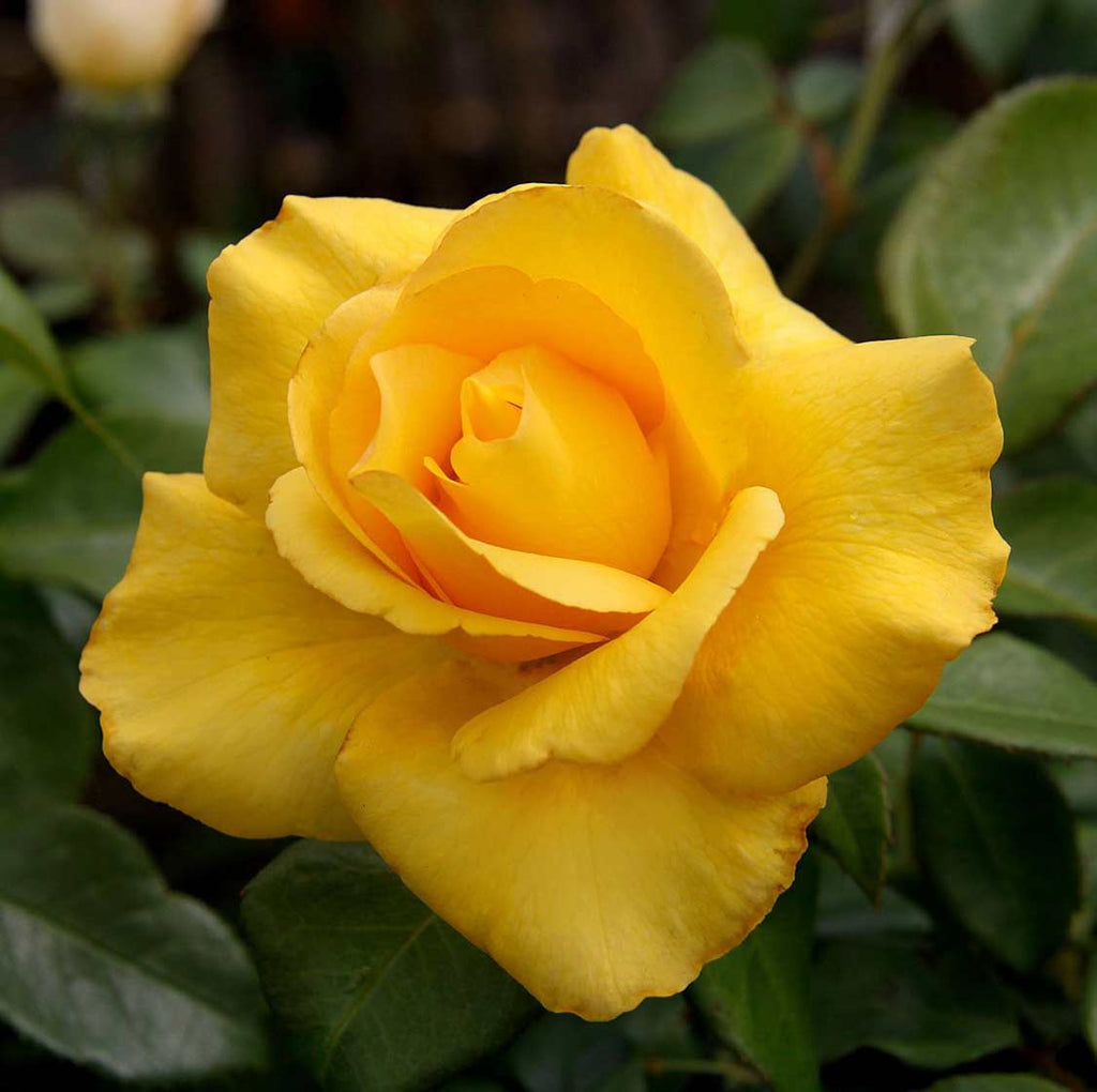 BUY ROSES I Best Prices And Fast Delivery‎ I Mainaam Garden