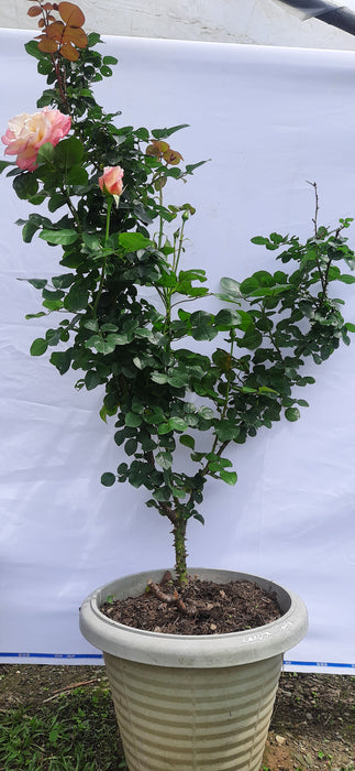 Laetitia Casta ® Hybrid Tea Rose