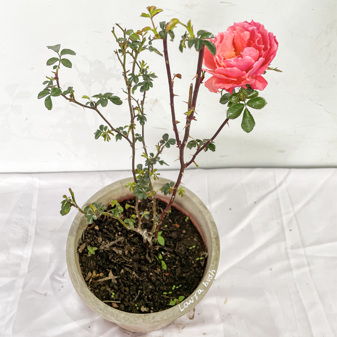 Laura Bush Rose | Floribunda Rose