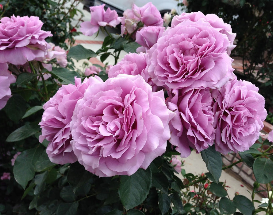 Love Song | Floribunda Rose