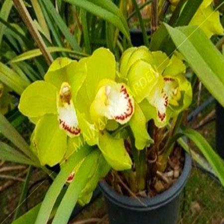 M-TIA-Cymbidium-Orchid-CymbidiumOrchid-Mainaam-Garden