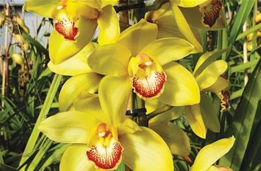 Margaret Thatchar Cymbidium Orchid ( Mature )