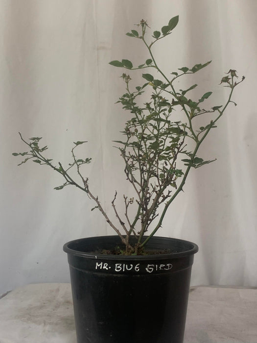 Mr. Blue Bird Rose | Miniature Rose