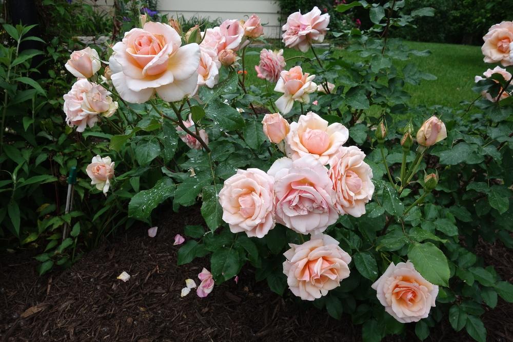 Mother of Pearl | Grandiflora Rose
