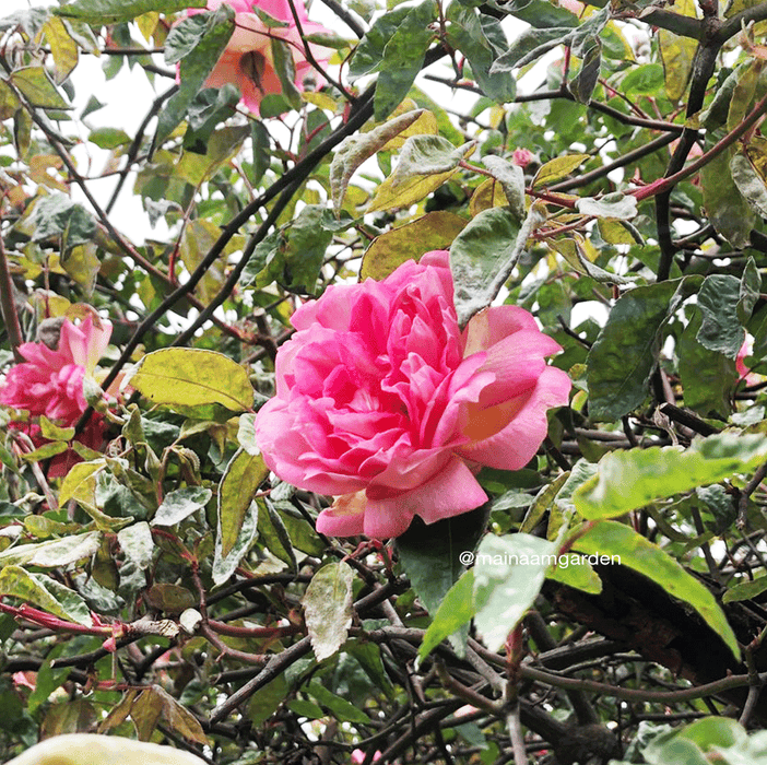 Pink Climber Rose