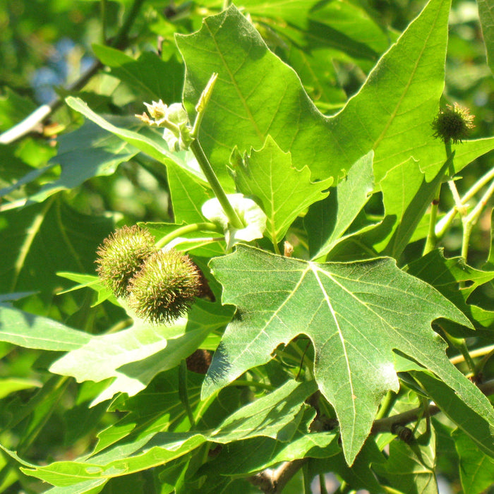 Platanus Orientalis (Chinar)|Tree plants