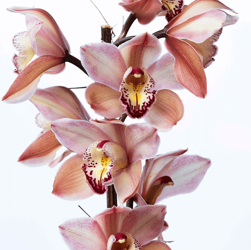 Mainaam Garden is the best place to buy orchids online-powder-puff-cymbidium-orchids