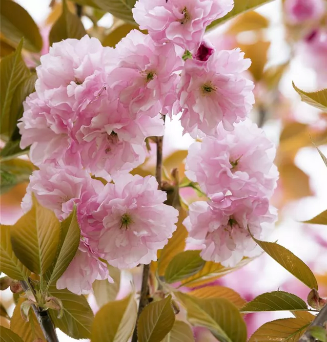 Sakura (Japanese Flowering Cherry)  (MIX COLOR)