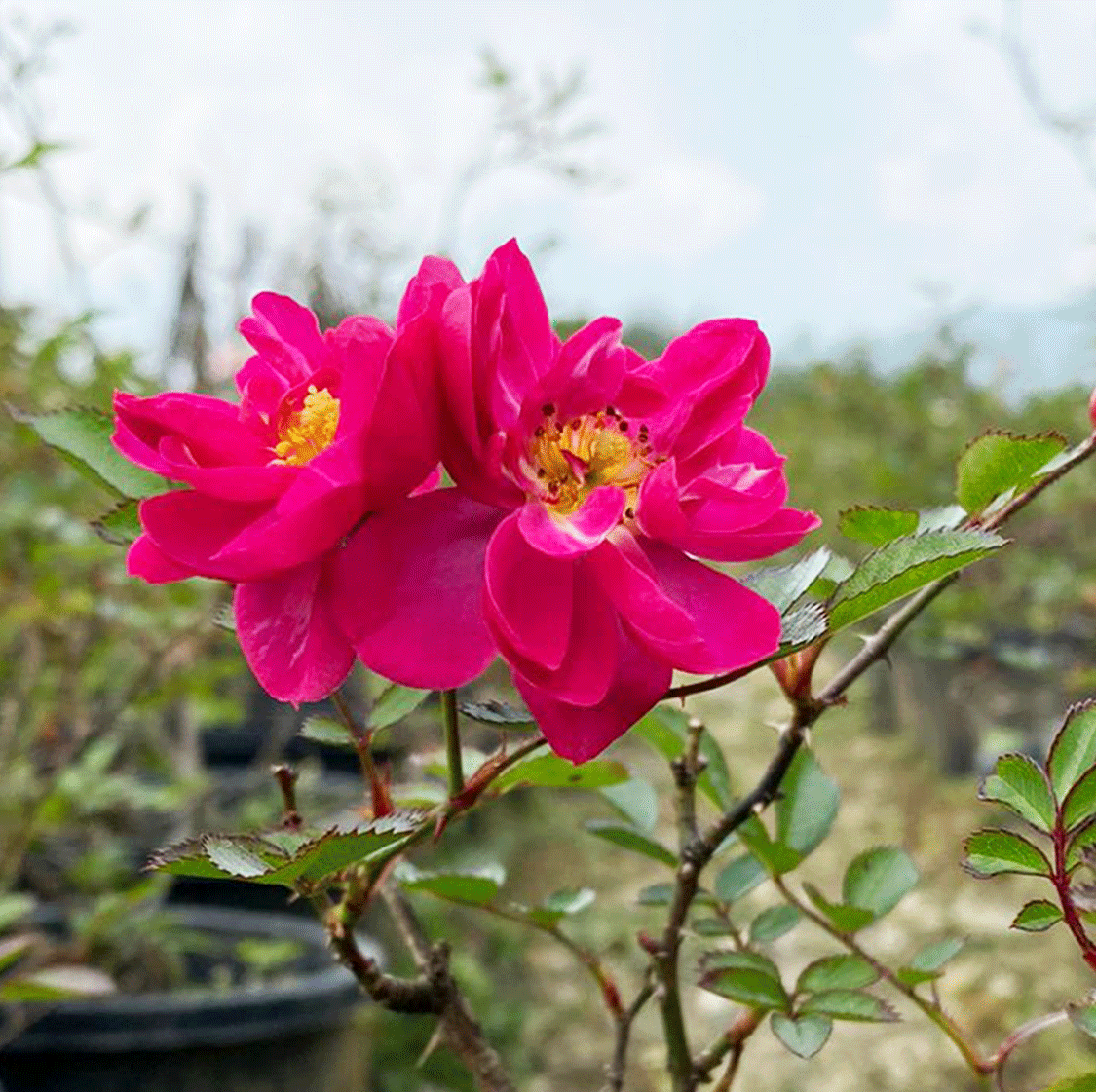 Purple Rain | Shrub Rose — Mainaam Garden
